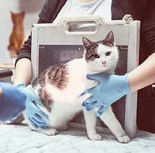 veterinarians-make-x-ray-sick-cat-on-a-table-in-a--HRAUESS.jpg